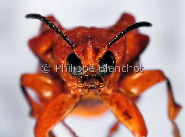 Xenarescus monocerus.JPG - in "Portraits d'insectes" ed. SeuilXenarescus monocerusChrysomeleLeaf beetleColeopteraChrysomelidaeHispinaeVenezuela